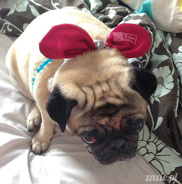 wakacje z mopsami, Wrocław, Zazie Syd Kumok Miszur lipiec 2015