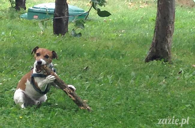 wakacje z mopsami, Wrocław, Zazie Syd Kumok Miszur lipiec 2015