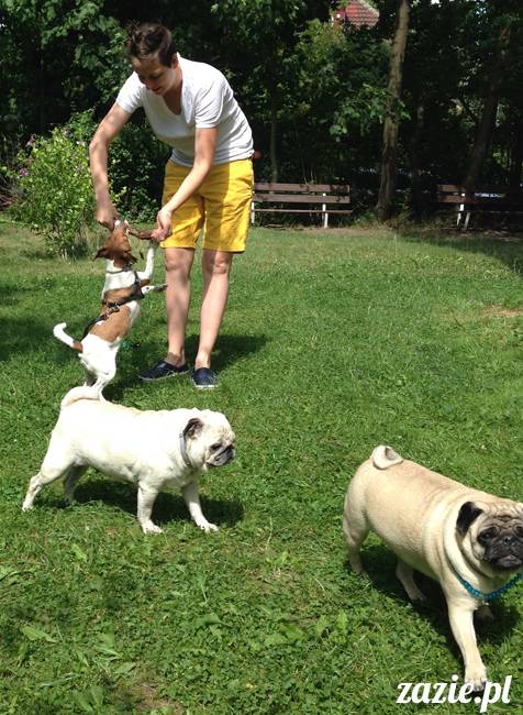 wakacje z mopsami, Wrocław, Zazie Syd Kumok Miszur lipiec 2015