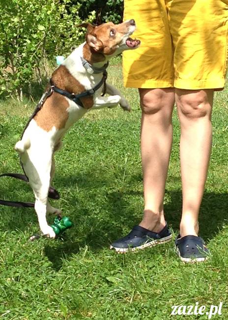 wakacje z mopsami, Wrocław, Zazie Syd Kumok Miszur lipiec 2015