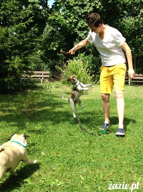 wakacje z mopsami, Wrocław, Zazie Syd Kumok Miszur lipiec 2015