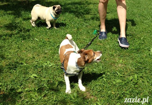 wakacje z mopsami, Wrocław, Zazie Syd Kumok Miszur lipiec 2015