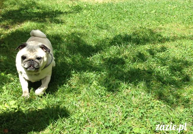 wakacje z mopsami, Wrocław, Zazie Syd Kumok Miszur lipiec 2015