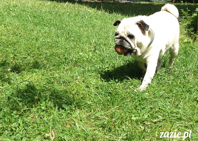 wakacje z mopsami, Wrocław, Zazie Syd Kumok Miszur lipiec 2015