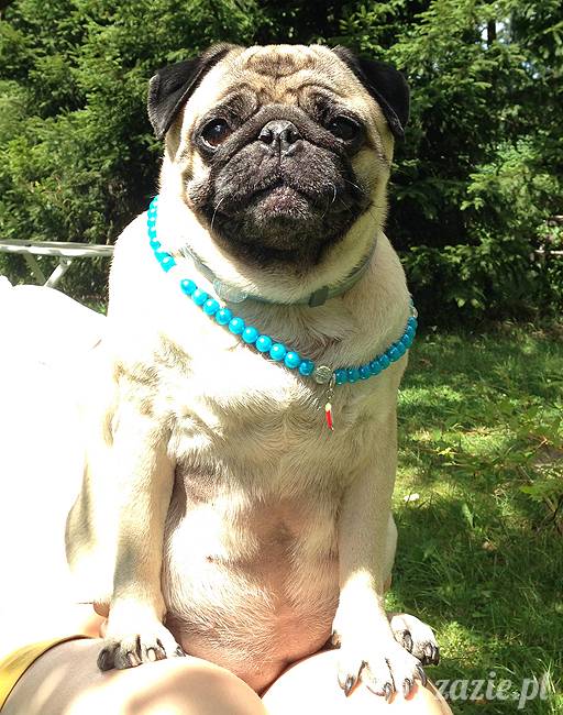 wakacje z mopsami, Wrocław, Zazie Syd Kumok Miszur lipiec 2015