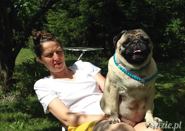 wakacje z mopsami, Wrocław, Zazie Syd Kumok Miszur lipiec 2015