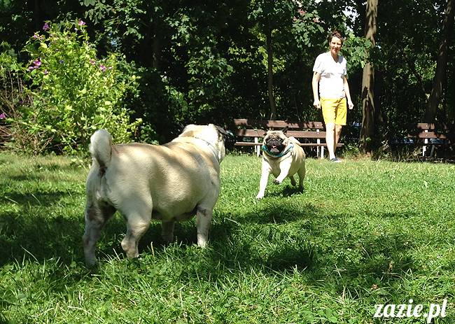 wakacje z mopsami, Wrocław, Zazie Syd Kumok Miszur lipiec 2015