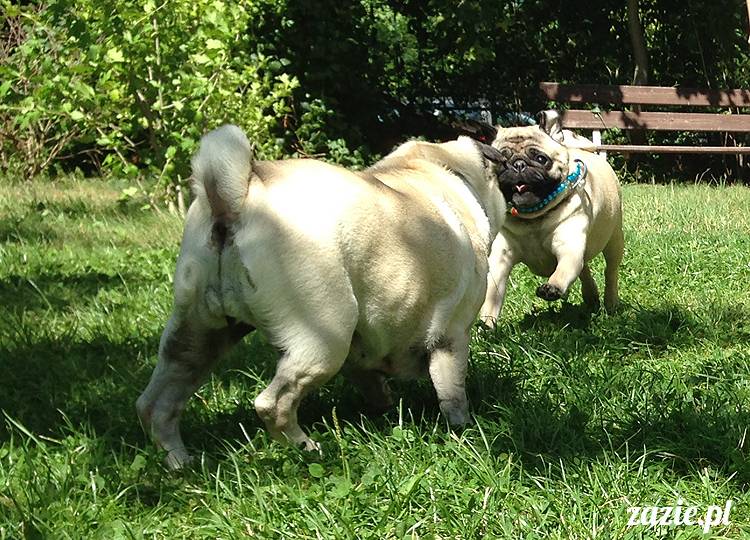 wakacje z mopsami, Wrocław, Zazie Syd Kumok Miszur lipiec 2015