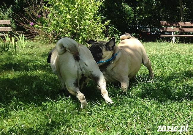 wakacje z mopsami, Wrocław, Zazie Syd Kumok Miszur lipiec 2015
