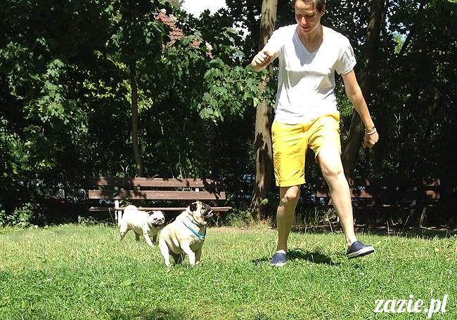 wakacje z mopsami, Wrocław, Zazie Syd Kumok Miszur lipiec 2015