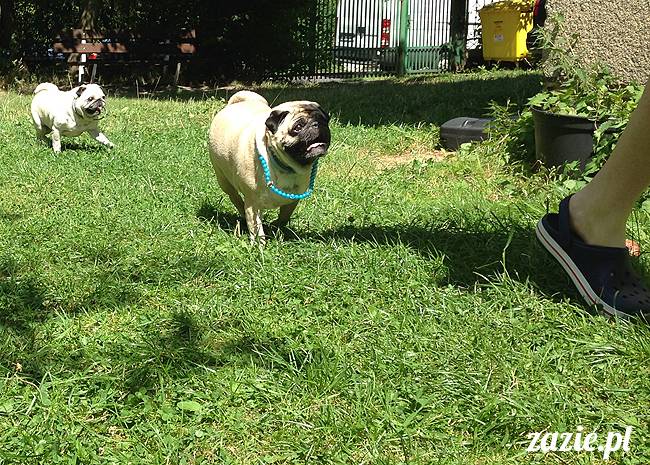 wakacje z mopsami, Wrocław, Zazie Syd Kumok Miszur lipiec 2015