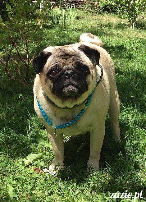 wakacje z mopsami, Wrocław, Zazie Syd Kumok Miszur lipiec 2015