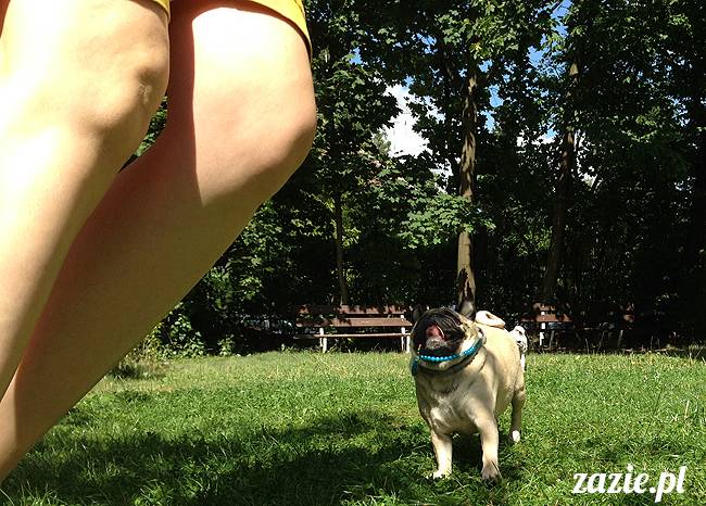 wakacje z mopsami, Wrocław, Zazie Syd Kumok Miszur lipiec 2015