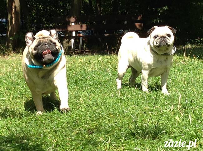wakacje z mopsami, Wrocław, Zazie Syd Kumok Miszur lipiec 2015