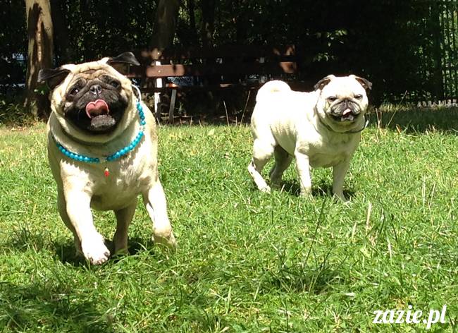 wakacje z mopsami, Wrocław, Zazie Syd Kumok Miszur lipiec 2015