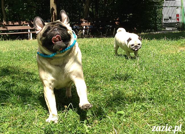 wakacje z mopsami, Wrocław, Zazie Syd Kumok Miszur lipiec 2015