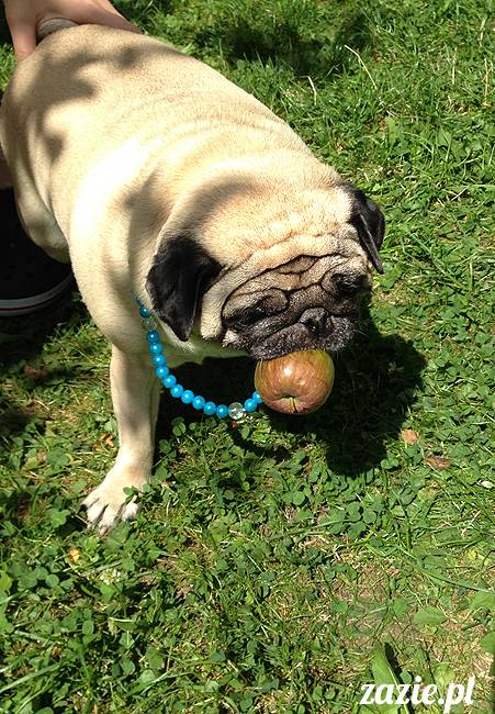 wakacje z mopsami, Wrocław, Zazie Syd Kumok Miszur lipiec 2015