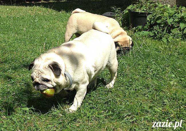 wakacje z mopsami, Wrocław, Zazie Syd Kumok Miszur lipiec 2015