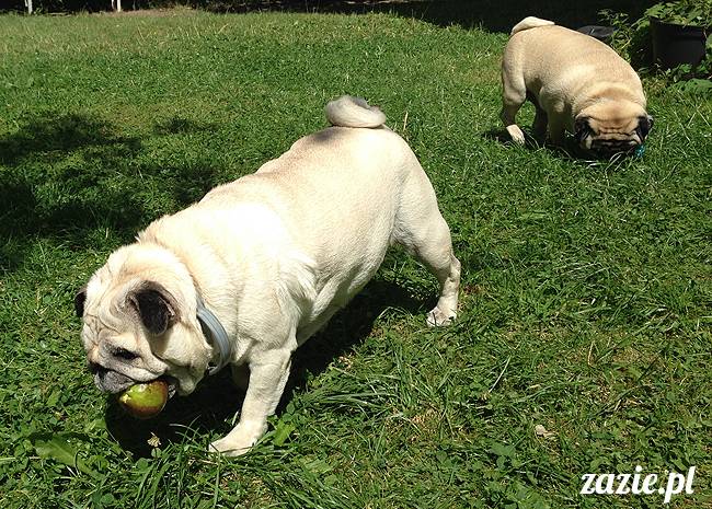wakacje z mopsami, Wrocław, Zazie Syd Kumok Miszur lipiec 2015