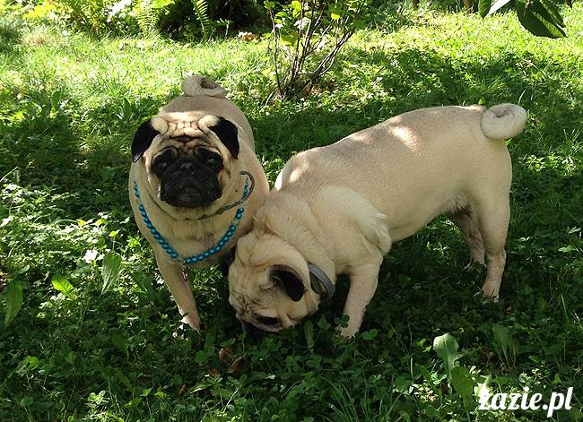 wakacje z mopsami, Wrocław, Zazie Syd Kumok Miszur lipiec 2015