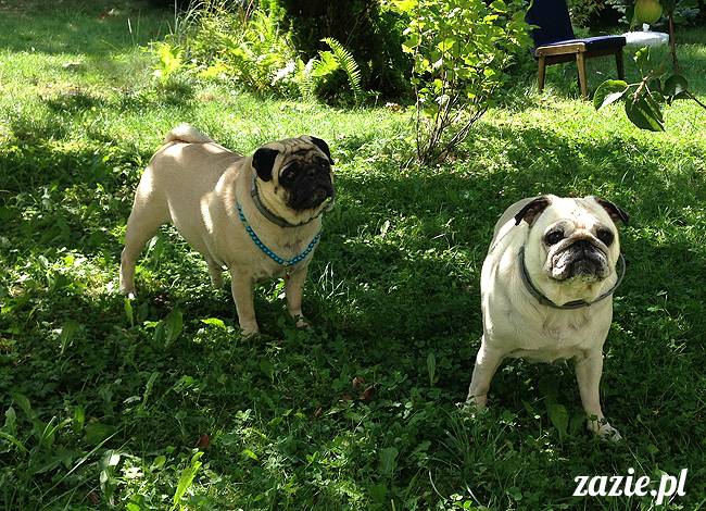 wakacje z mopsami, Wrocław, Zazie Syd Kumok Miszur lipiec 2015