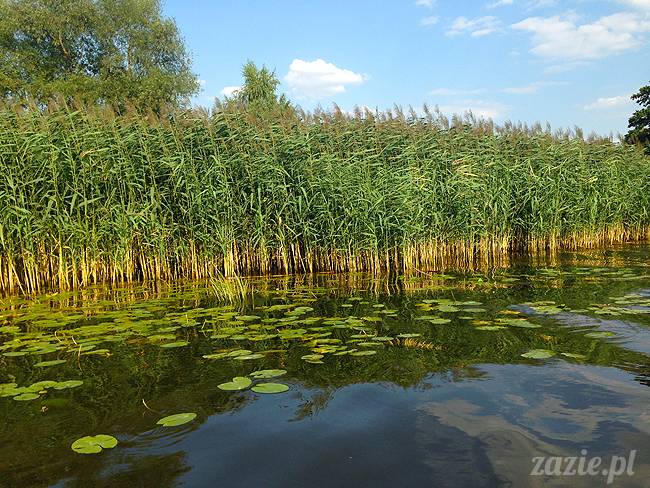 Jezioro Zegrzyńskie pod warszawą, Zegrze, Rynia, Rio de Zegrzynejro, Zazie i Syd