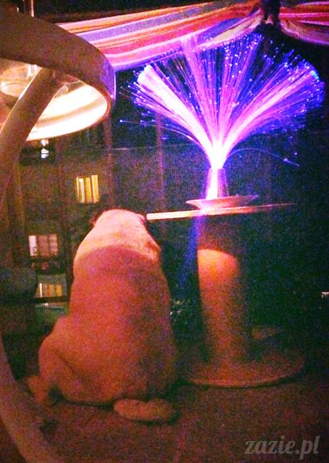 migawki z mijającego lata, Warszawa Zazie i Syd