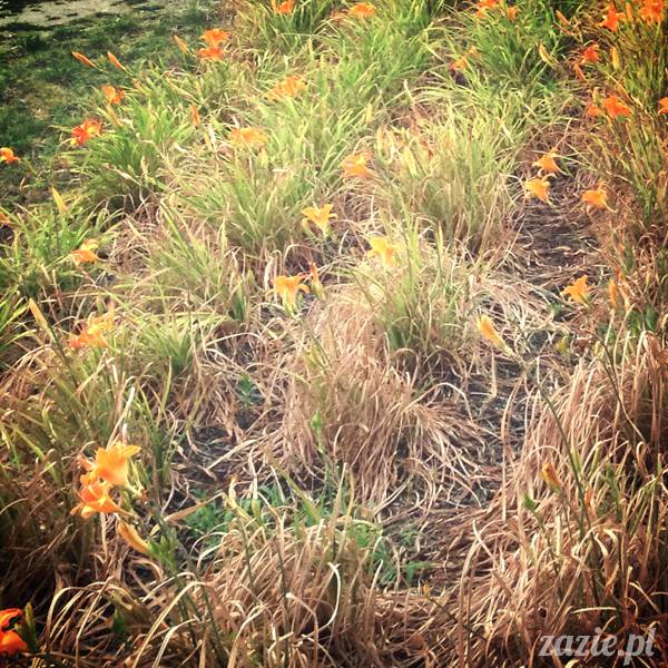 migawki z mijającego lata, Warszawa Zazie i Syd