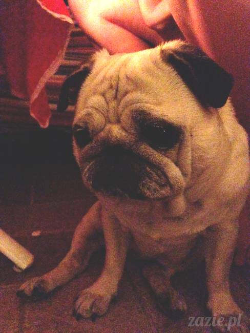 najmilsze zakończenie wakacji, Wrocław kocha Warszawę, Warszawa kocha Wrocław, Zazie i Syd, Bianeczka i Aneczka