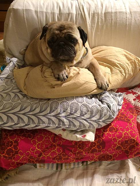 najmilsze zakończenie wakacji, Wrocław kocha Warszawę, Warszawa kocha Wrocław, Zazie i Syd, Bianeczka i Aneczka