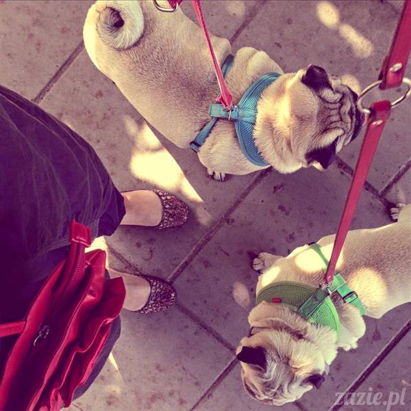 upalne lato z mopsami mopsikami, mopsy Kumok i Miszur