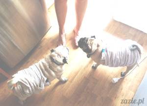 upalne lato z mopsikami