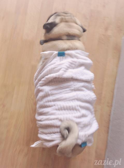 upalne lato z mopsami mopsikami, mopsy Kumok i Miszur