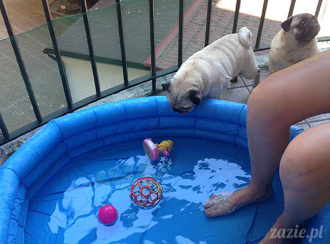 upalne lato z mopsami mopsikami, mopsy Kumok i Miszur