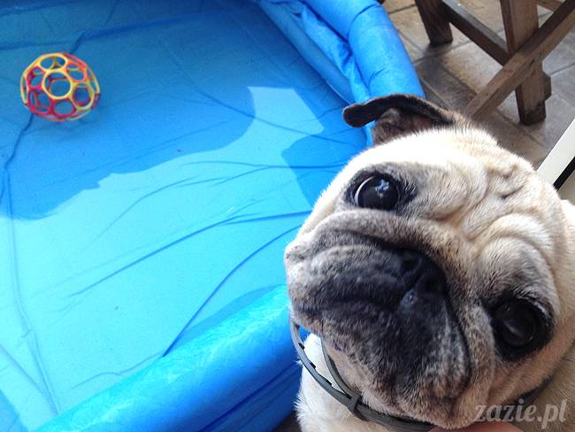 upalne lato z mopsami mopsikami, mopsy Kumok i Miszur