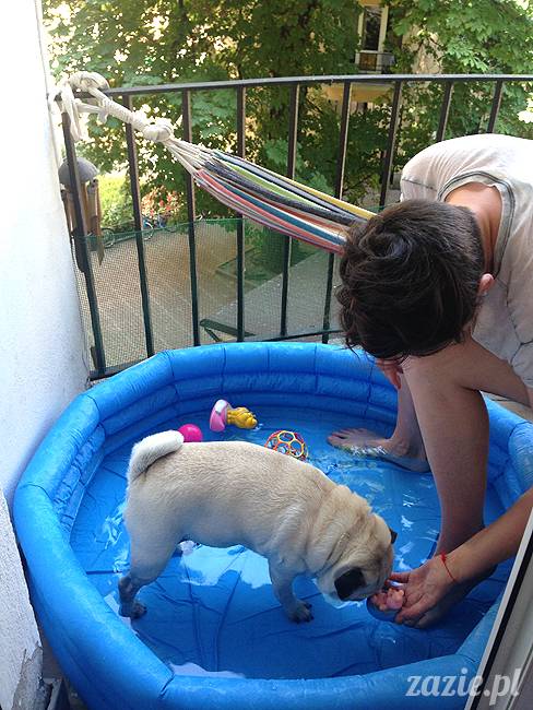 upalne lato z mopsami mopsikami, mopsy Kumok i Miszur