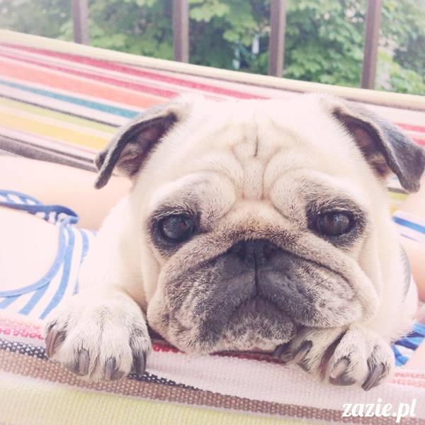 upalne lato z mopsami mopsikami, mopsy Kumok i Miszur