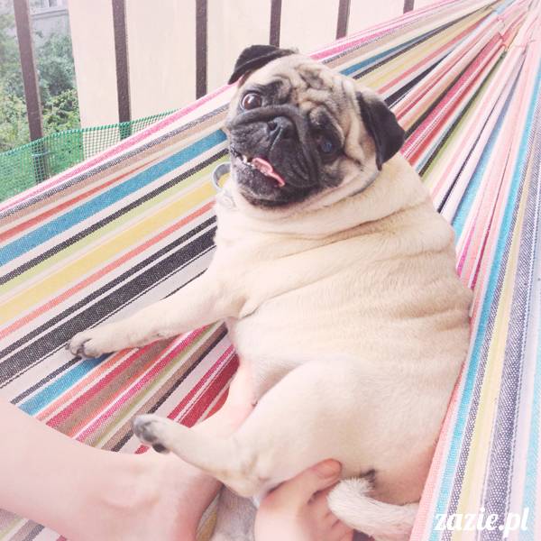 upalne lato z mopsami mopsikami, mopsy Kumok i Miszur