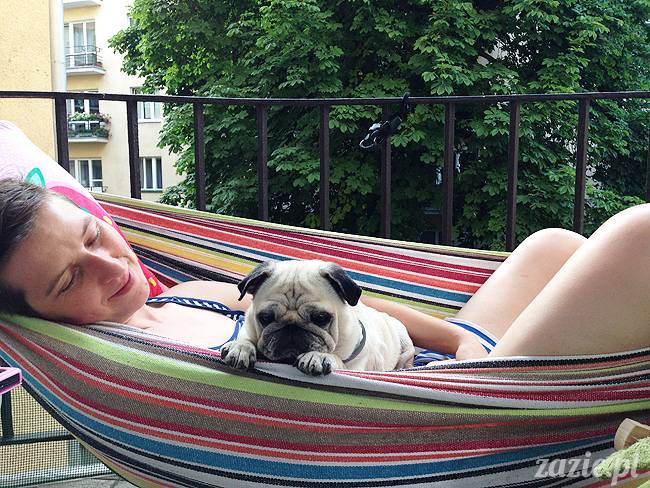 upalne lato z mopsami mopsikami, mopsy Kumok i Miszur