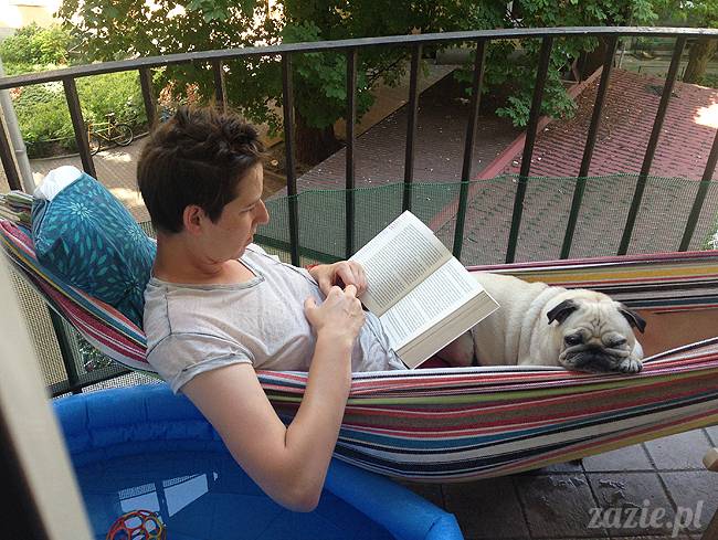 upalne lato z mopsami mopsikami, mopsy Kumok i Miszur