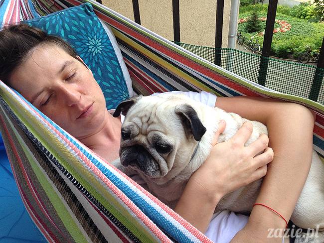 upalne lato z mopsami mopsikami, mopsy Kumok i Miszur