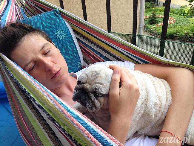 upalne lato z mopsami mopsikami, mopsy Kumok i Miszur