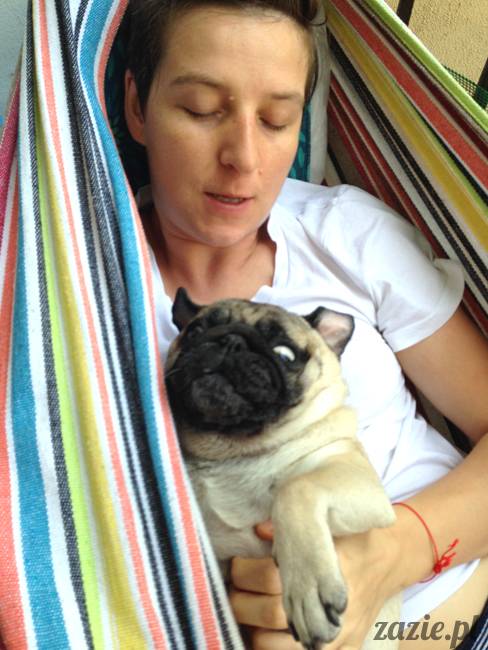 upalne lato z mopsami mopsikami, mopsy Kumok i Miszur