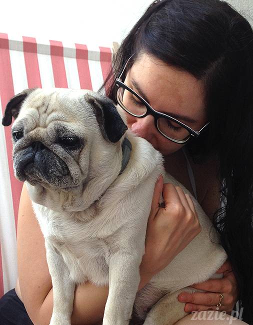 upalne lato z mopsami mopsikami, mopsy Kumok i Miszur