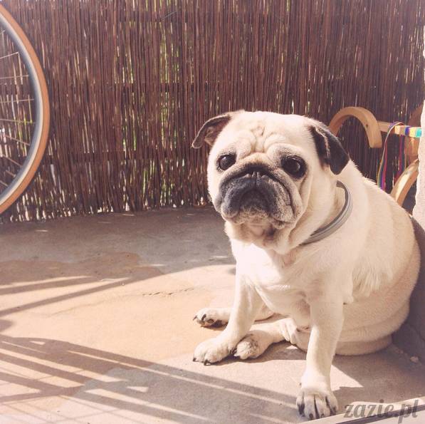 upalne lato z mopsami mopsikami, mopsy Kumok i Miszur