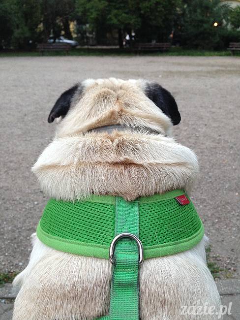 upalne lato z mopsami mopsikami, mopsy Kumok i Miszur