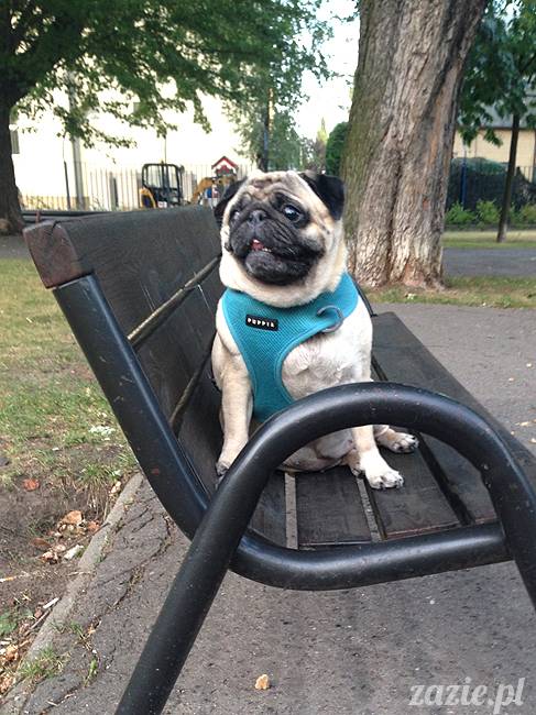 upalne lato z mopsami mopsikami, mopsy Kumok i Miszur