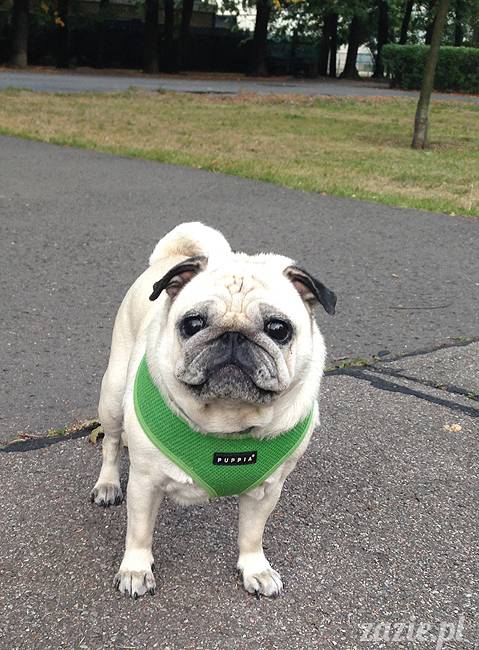 upalne lato z mopsami mopsikami, mopsy Kumok i Miszur