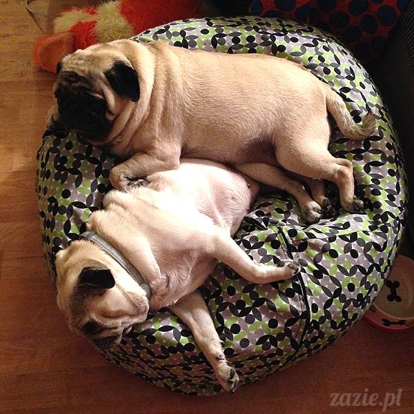 upalne lato z mopsami mopsikami, mopsy Kumok i Miszur