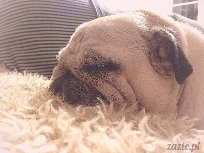 upalne lato z mopsami mopsikami, mopsy Kumok i Miszur